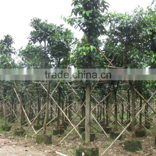Ficus Altissima Potted for Outdoor Plants photo-3