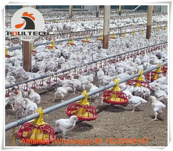 Mexico Brooding Room Poultry Farm Equipment Broiler Floor Raising System & Chicken Deep Litter System With Automatic Drinking & Feeding Pan System in Chicken Coop photo-2