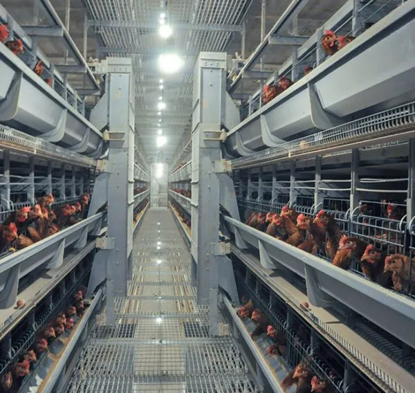 Layer Chicken Raising Automatic and Semi-automatic Chicken Raising Cage System