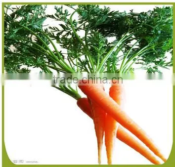 China Fresh Organic Carrot