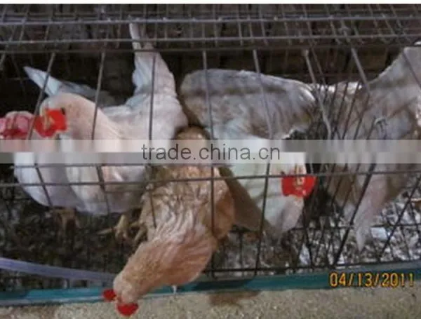 Poultry Glasses Protective Glasses Chicken Glasses Eye Glasses photo-4