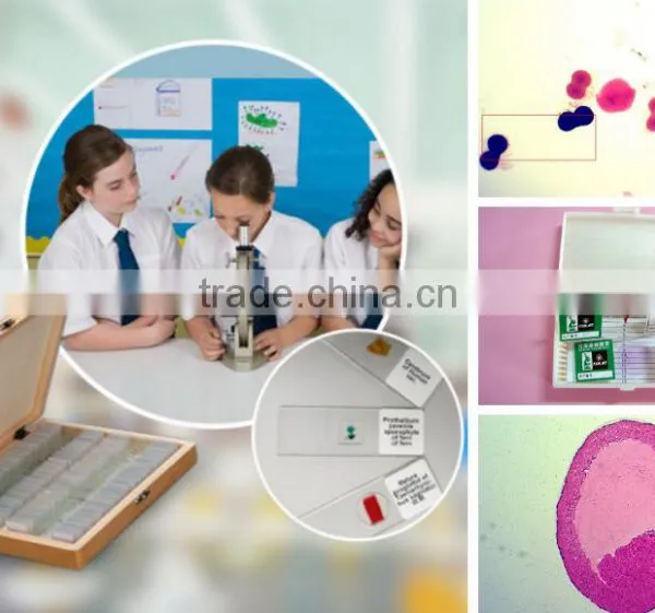 Student Learning Biology Chicken Embryology Slides