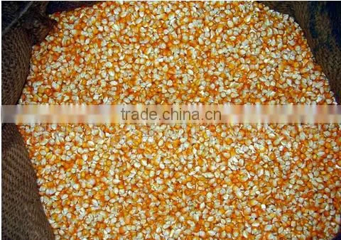 bulk yellow feed corn