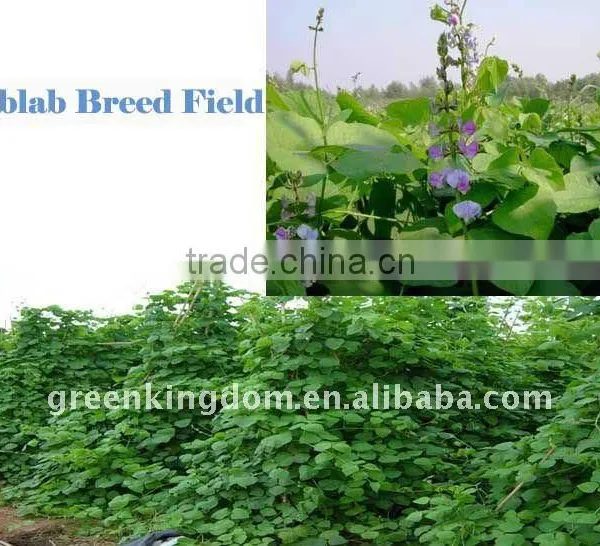 Goose Loved Forage Plant Lablab Bean Seed