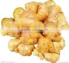 Exporting Standard Chinese Fresh Ginger With Reasonable Price photo-6