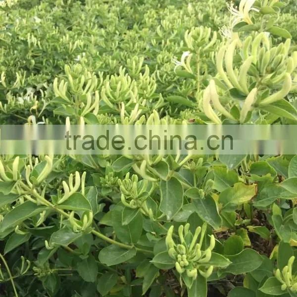 Honeysuckle(medicine) photo-4