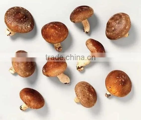 Hot Sale Log White Flower Mushroom / Dry Shiitake /hot Sale Dried Mushroom photo-6