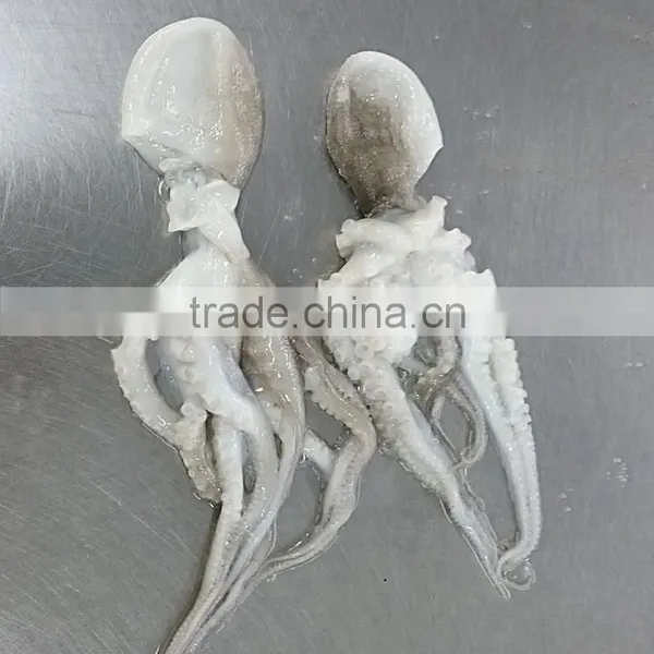 Frozen Octopus Ocellatus Flower Type photo-2