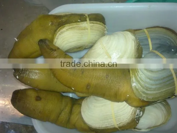 Live Geoduck (canadian) photo-4