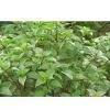Sell Fresh Sweet Basil Leaves,cinnamon Basil