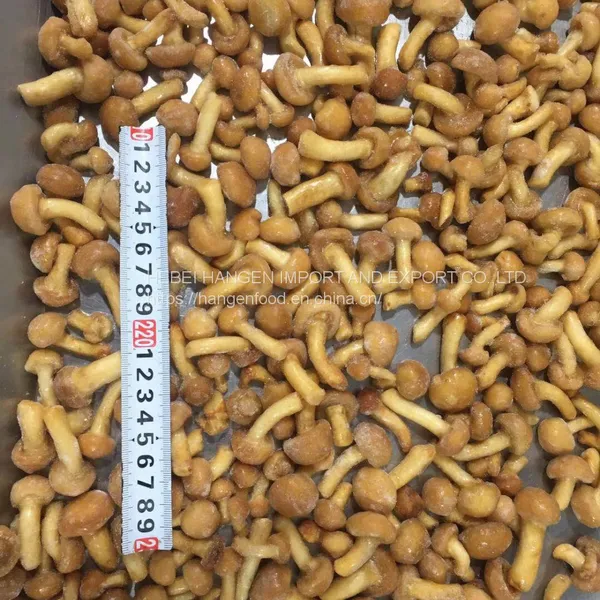 IQF Frozen Nameko Pilztaste Pilztaste photo-4