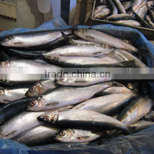WR Frozn Atlantic Herring photo-6