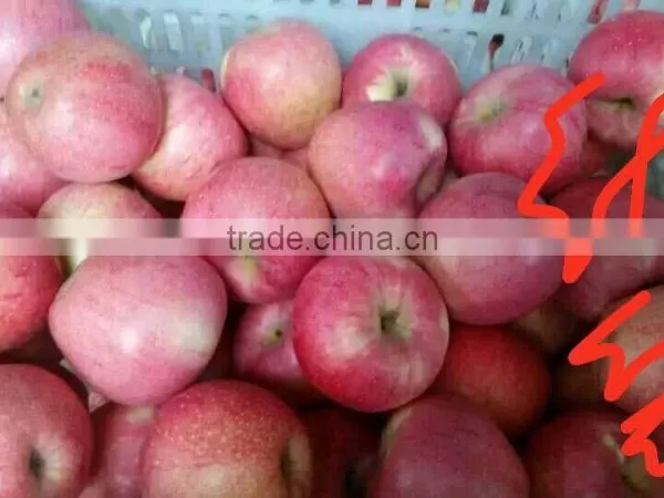 Chinese Qinguan Apple From Shanxi Province photo-4