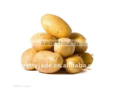 Fresh Holland Potato