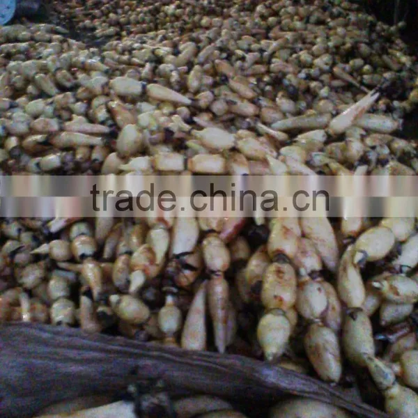 FRESH LOTUS ROOT WITH BEST PRICE AND GOOD QUANLITY photo-3