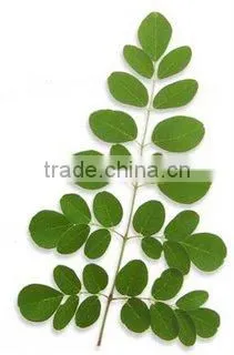 Moringa Oleifera