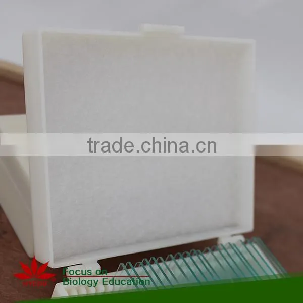 Microscope Prepared Slides ,Stem Slides, Stem of Abnormal Condition Prepared Slides photo-5