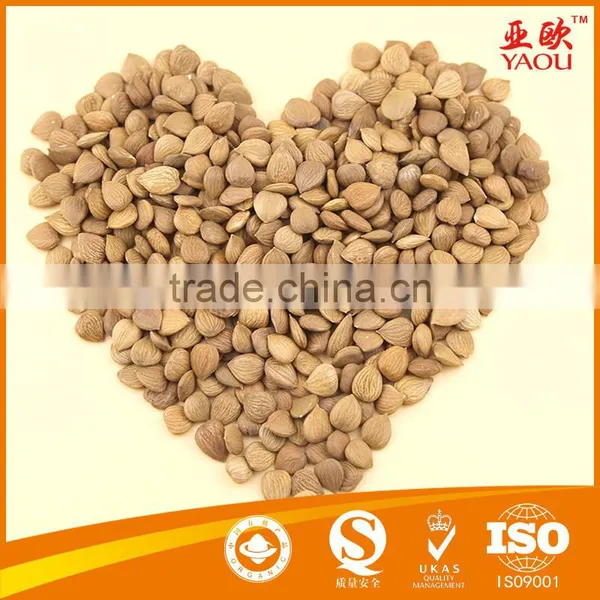 Bitter Apricot Kernels photo-2