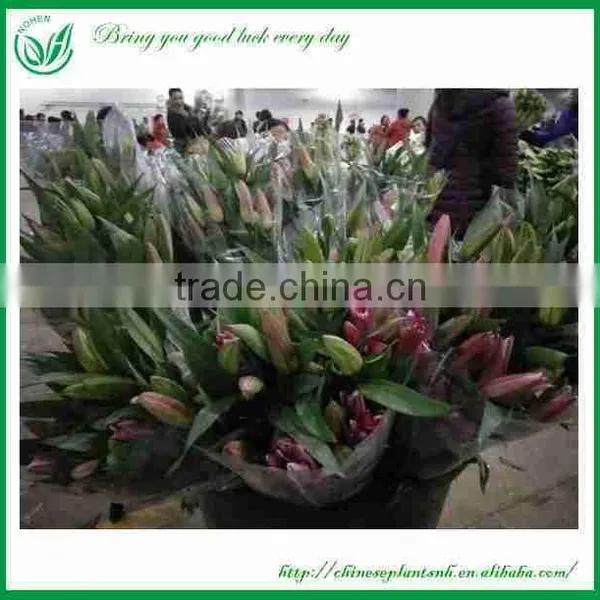 Lily Flowers Fresh Cut Flower