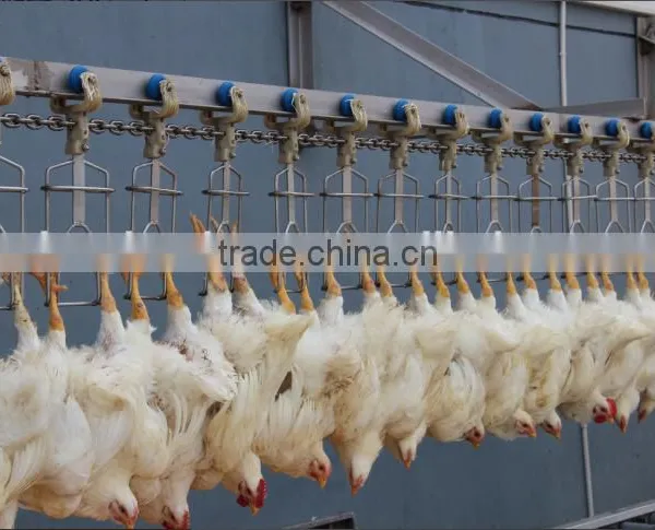 Poultry Abattoir Equipment From China photo-5