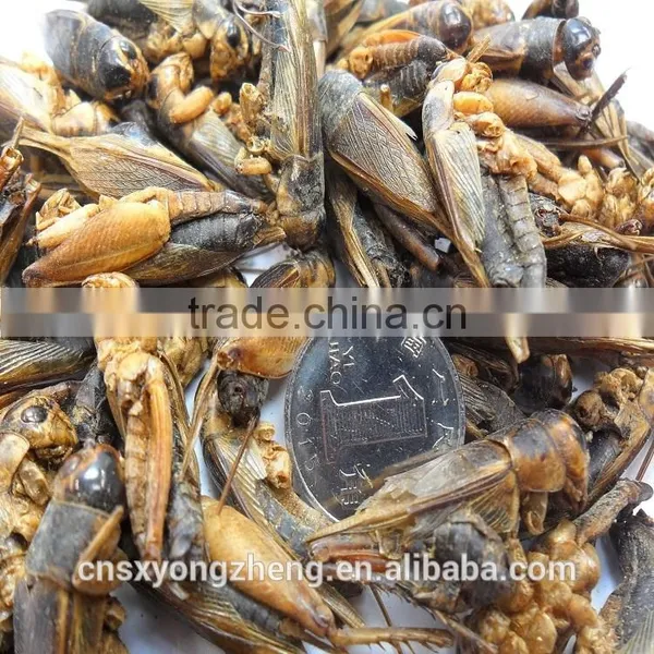 Pet Bird Food Vacuum Dried Crickets photo-2