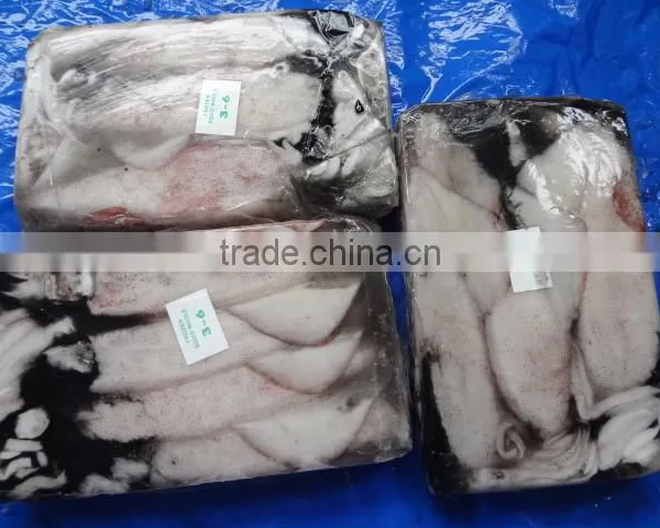 Frozen Loligo Squid photo-3