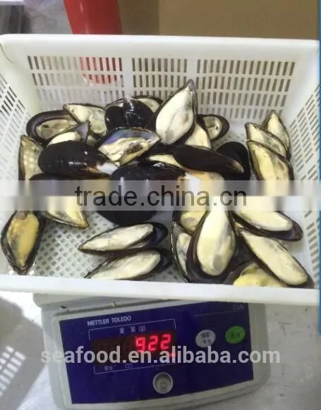 Frozen Precooked Half Shell Blue Mussel photo-2