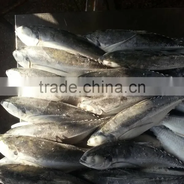 Jack Mackerel for Can photo-2
