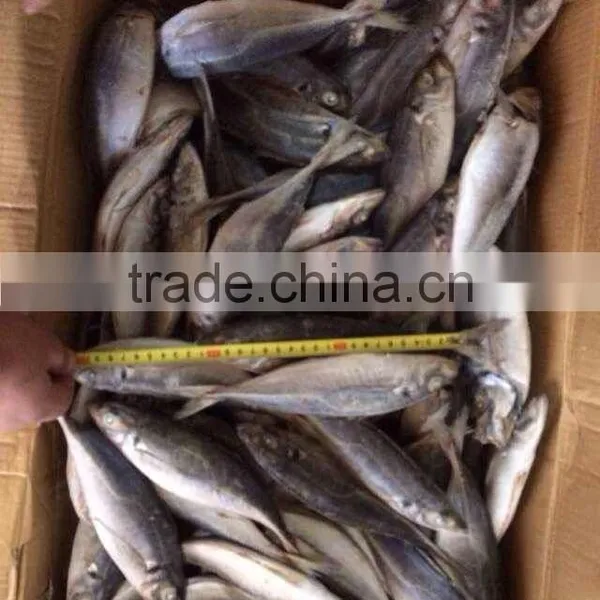 HORSE MACKEREL TARCHURUS JAPONICUS 20CM+ photo-4