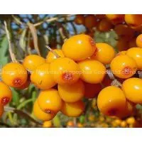 GMP Certified Best Essential Oil Seabuckthorn Fruit Oil Berry Oil China Supplier For Cosmetic Pharma Health Food photo-2