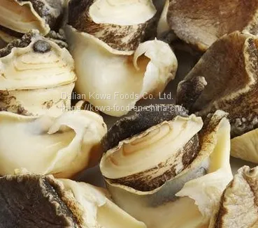 Hot Sale Whole Frozen Seafood Conch Snail