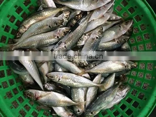 Horse Mackerel Supplier From China With Size 70 -90 g / Pcs photo-4