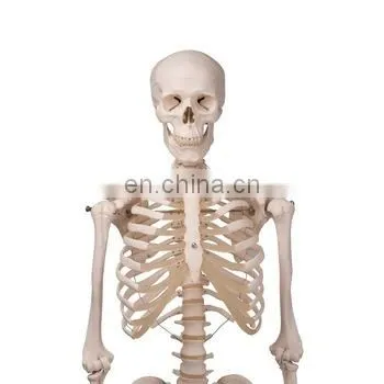 HC-S203 Small Size 42cm Medical Human Skeleton Teaching Model/Plastics Anatomical Models Skeleton photo-2