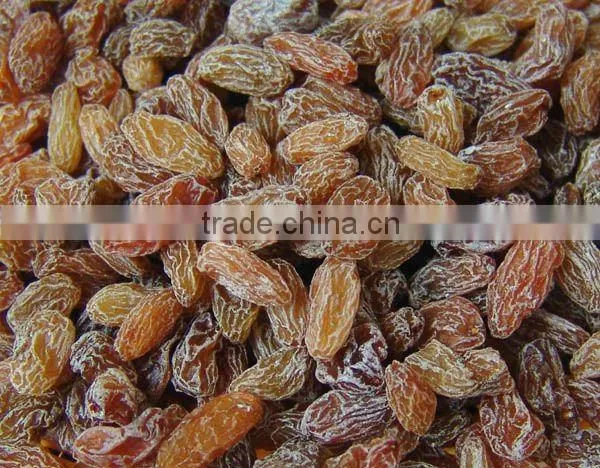 Golden Raisin Yellow Raisin Green Raisin