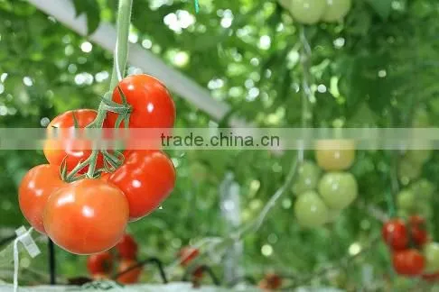 Tomato Product