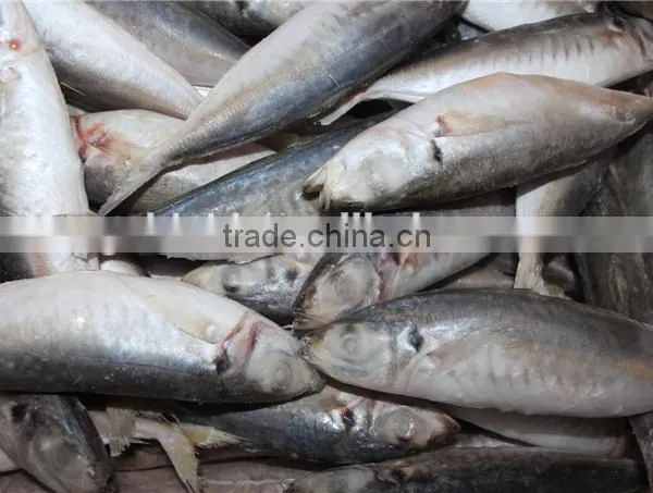 IQF Round Scad 60-80pcs/ctn photo-3
