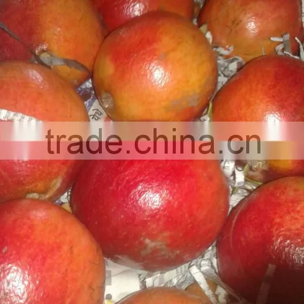 New Arrival of Fresh Pomegranate Fruit Supplier in India / Malaysia / Singapore / Dubai / Maldives / Sri Lanka photo-3