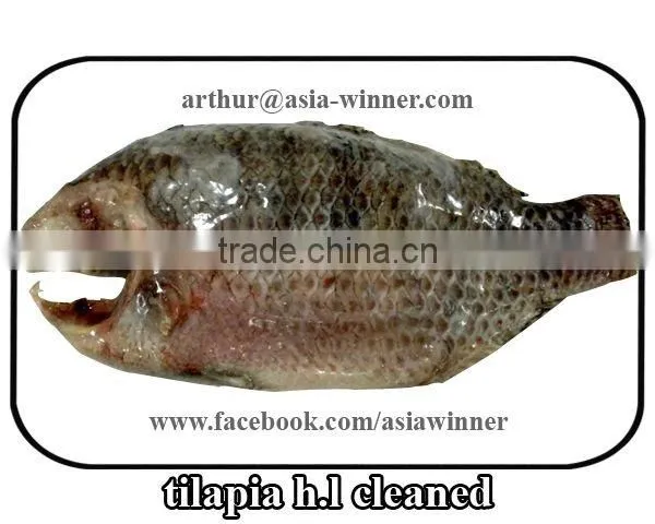 TILAPIA H/L (Tilapia Mossambica)