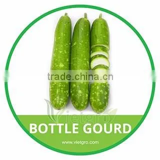 HIGH QUALITY FRESH BOTTLE GOURD SPOTIE 02