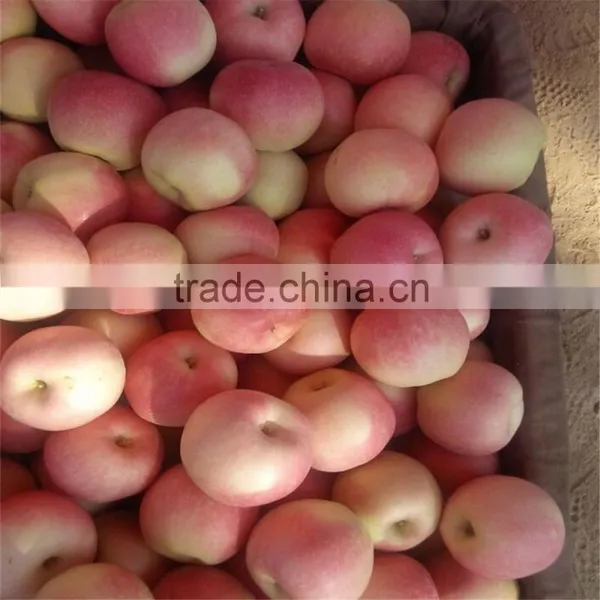 New Crop Chinese Fresh Apple Red Star Apple Apple photo-2