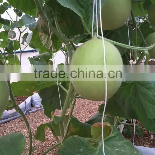 Hybrid F1 Yellow Melon Seed Cantaloupe Seeds For Sale-Torch F1 photo-2