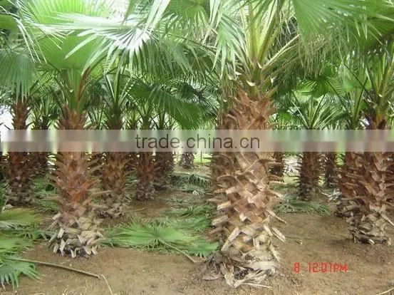 Washingtonia FiliferaLinden.Wendland of Outdoor Ornamental Decrotive Landscaping Palm Trees Plants photo-4