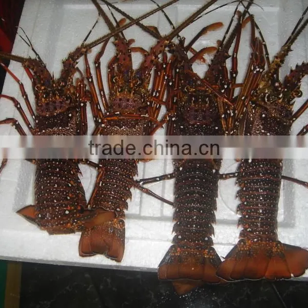 Vietnam Longlegged Spiny Lobster - Panulirus Longipes
