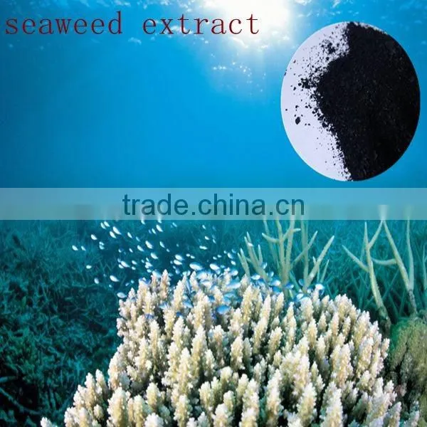 Seaweed Flake Fertilizer/seaweed Powder Fertilizer/seaweed Extract