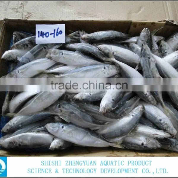 Seafood Frozen Horse Mackerel Fish photo-2