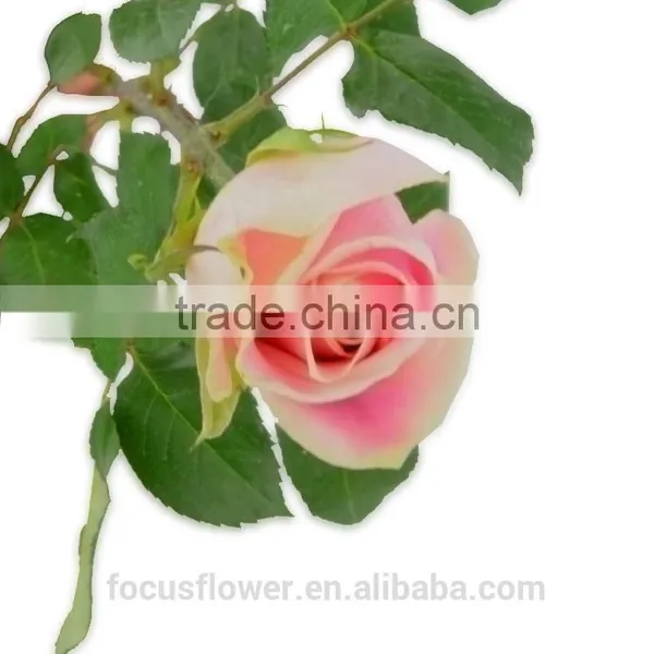 on Line Shopping Fresh Rose Flowered Trim Fresh Cut Flowers Kenya for Home Decoration photo-2