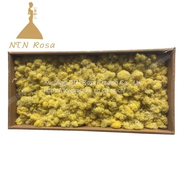 Hot Selling Green Moss Grass Wall for Decoration photo-5