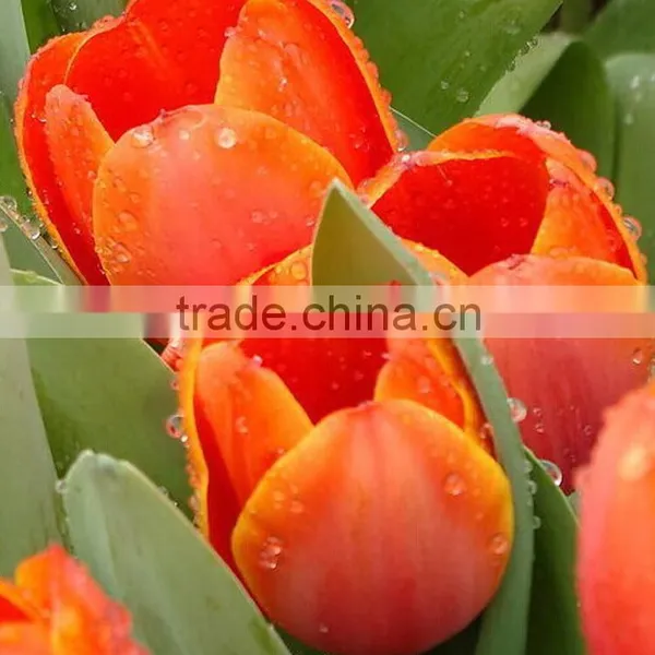 Fashion Hot Sale Yellow Tulip Fresh Cut Flowers photo-6