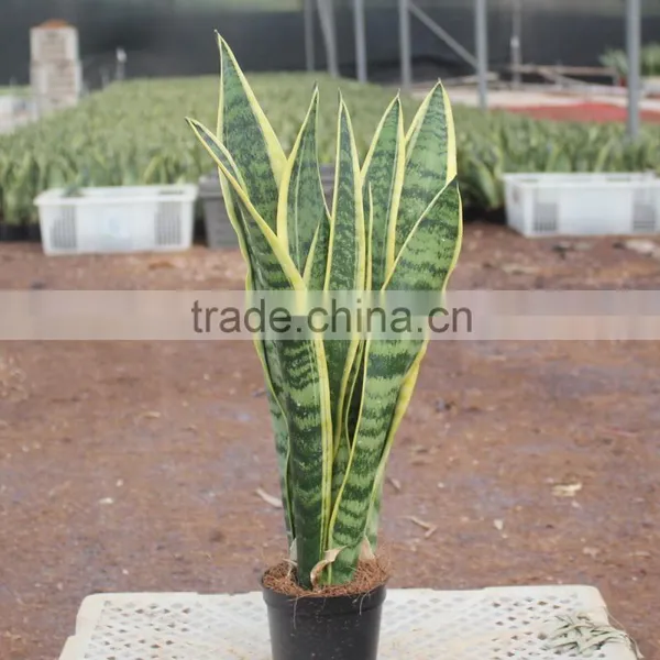 Green Plants for Newly Decorated House