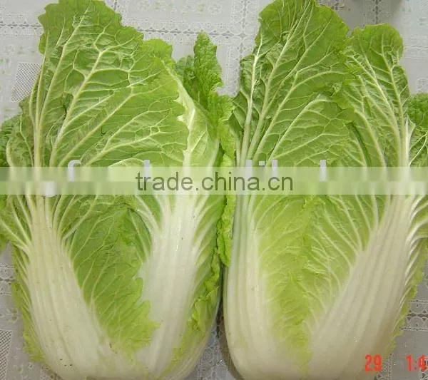 Fresh Cabbage